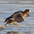 Adult in flight. Note: white tips of secondaries.