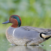 Male Male