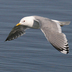 Adult breeding. Note: small, unmarked yellow bill and large white mirror on wing.